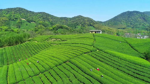 游戏茶园杭州旅游攻略亲子(杭州亲子旅游攻略必去景点推荐)