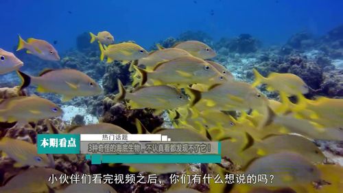 游戏海底奇怪生物攻略视频(海底奇妙生物)