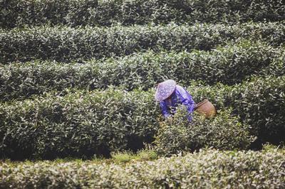 游戏茶园重庆拍照攻略视频(重庆茶园玩耍的地方有哪些)