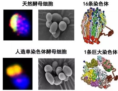 人造细胞小游戏攻略视频(人造人体细胞)