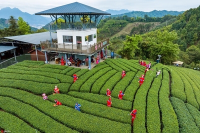 游戏茶园拍照手机攻略视频(茶园玩耍的心情说说)